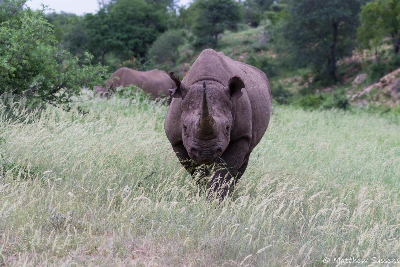 Sausage Tree Safari Camp Khu bảo tồn Khu bảo tồn Balule Game Reserve Ngoại thất bức ảnh