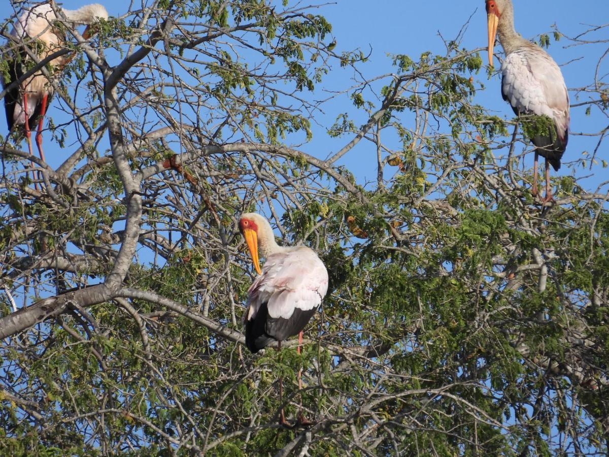 Sausage Tree Safari Camp Khu bảo tồn Khu bảo tồn Balule Game Reserve Ngoại thất bức ảnh