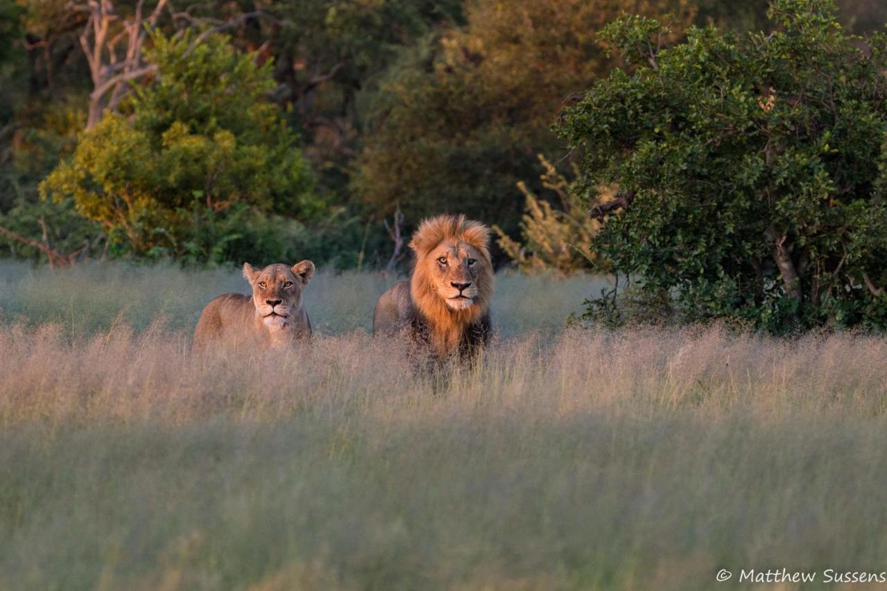 Sausage Tree Safari Camp Khu bảo tồn Khu bảo tồn Balule Game Reserve Ngoại thất bức ảnh