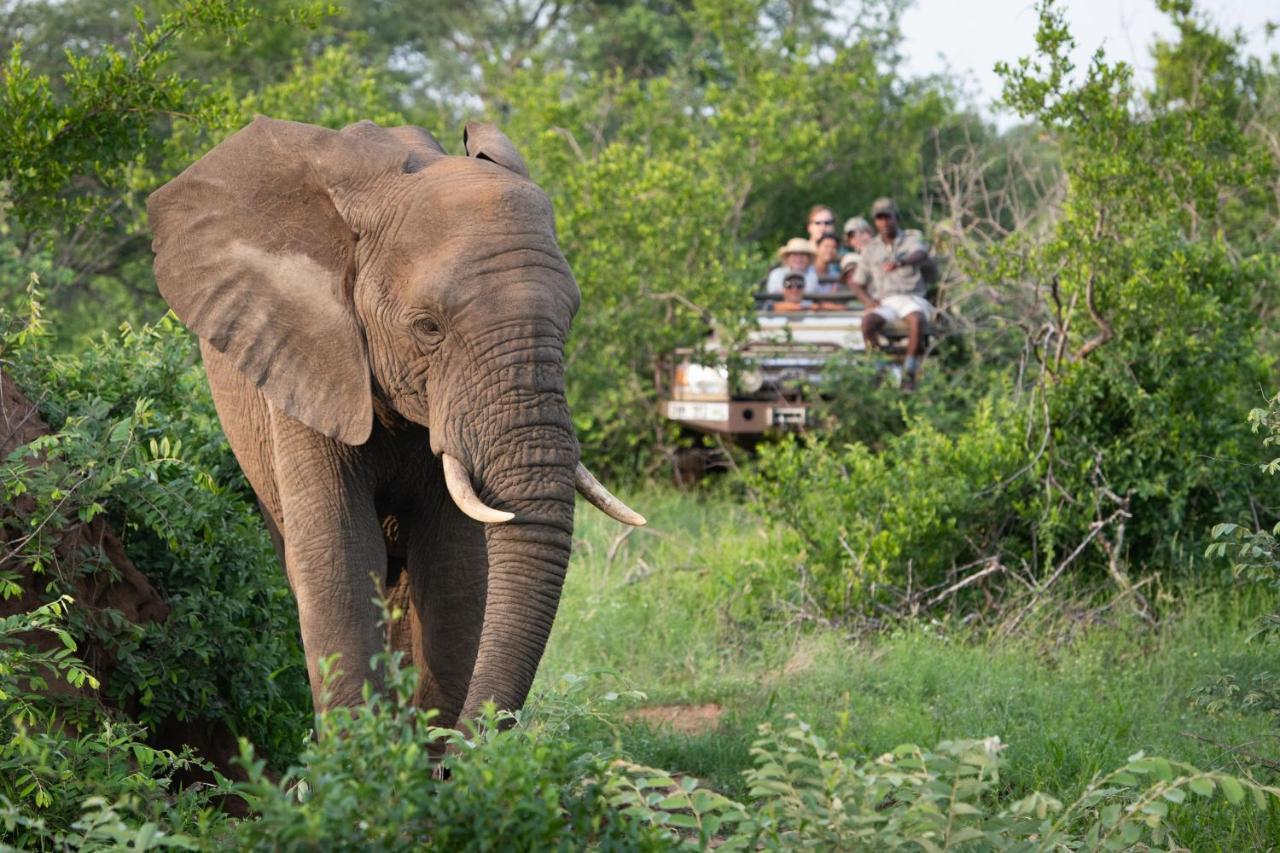 Sausage Tree Safari Camp Khu bảo tồn Khu bảo tồn Balule Game Reserve Ngoại thất bức ảnh