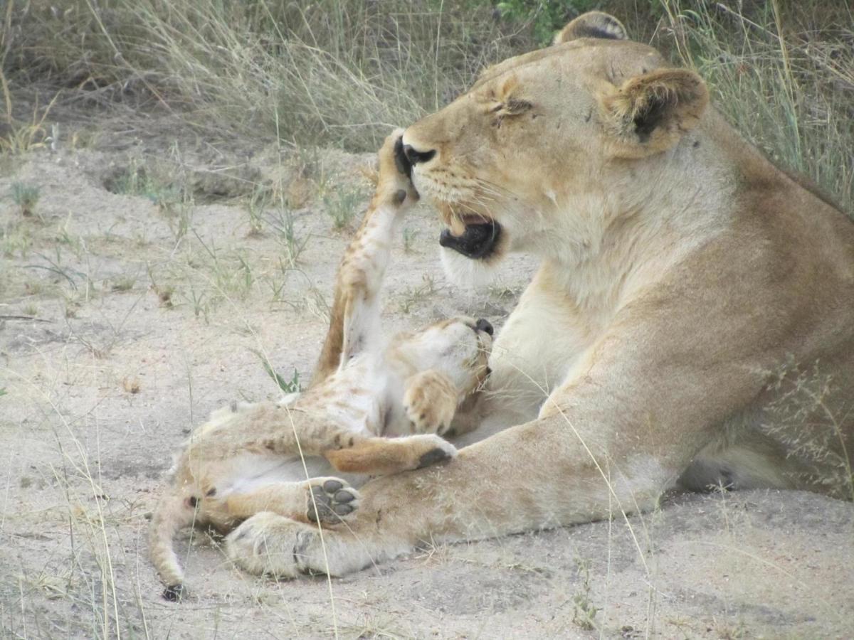Sausage Tree Safari Camp Khu bảo tồn Khu bảo tồn Balule Game Reserve Ngoại thất bức ảnh