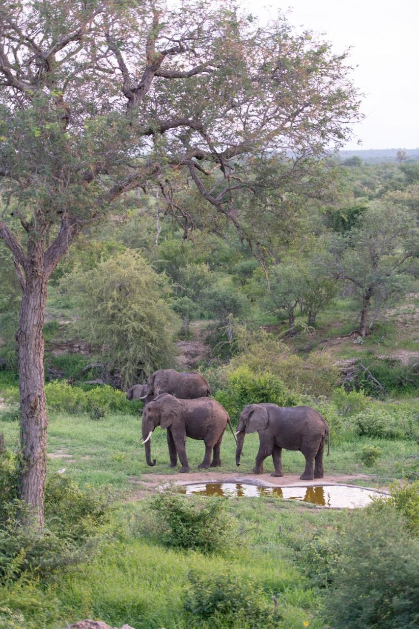 Sausage Tree Safari Camp Khu bảo tồn Khu bảo tồn Balule Game Reserve Ngoại thất bức ảnh